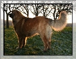 Doros�y, Leonberger