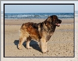 Leonberger, pla�a
